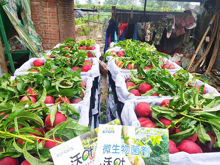 桃樹用什么肥料好？且看這篇！