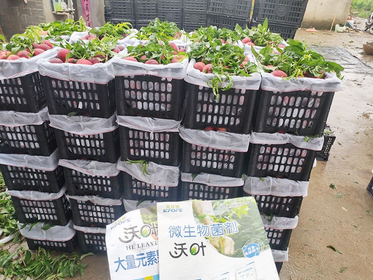 桃樹用什么肥料好？且看這篇！