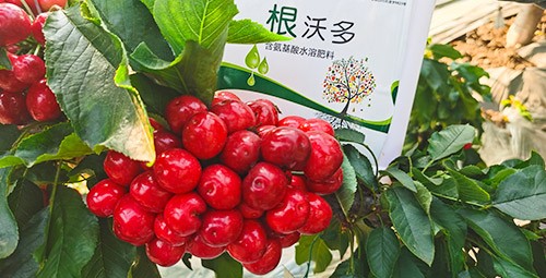 大櫻桃水溶肥廠家哪家好？這樣的才更可靠！