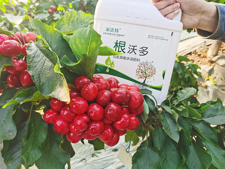 大櫻桃水溶肥廠家哪家好？這樣的才更可靠！