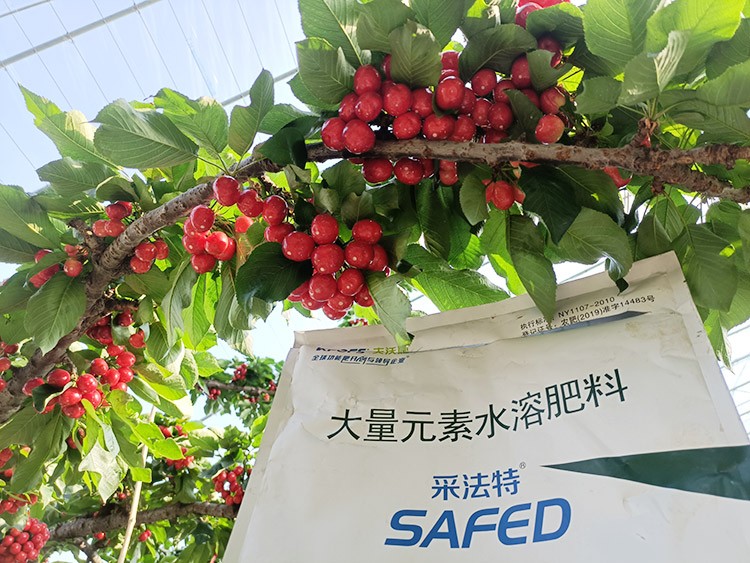 大櫻桃水溶肥廠家哪家好？這樣的才更可靠！