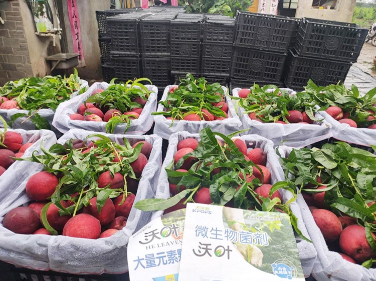 桃樹根腐不可怕，怕的是不用水溶肥治療！