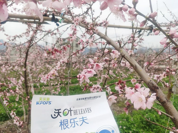 桃樹根腐不可怕，怕的是不用水溶肥治療！