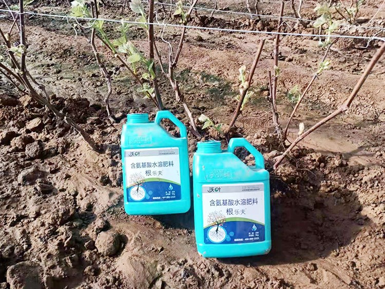 葡萄萌芽期管理技術(shù)在這里，值得收藏！