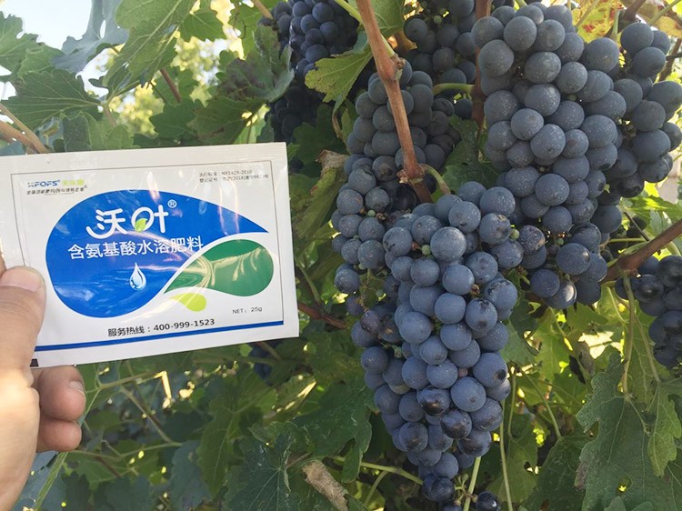 葡萄萌芽期管理技術(shù)在這里，值得收藏！