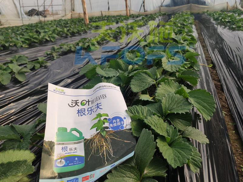 草莓結(jié)果的時(shí)候要施什么肥？別再用錯(cuò)了！