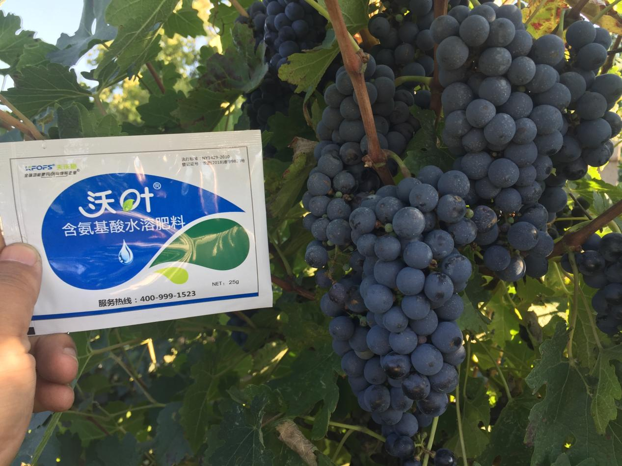 葡萄萌芽期管理技術(shù)在這里，值得收藏！