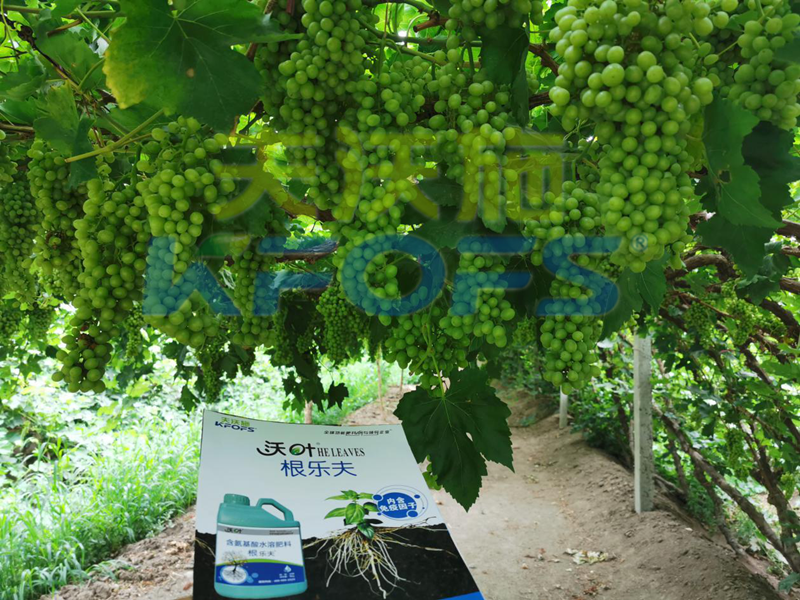水溶肥如何搭配，促使葡萄萌芽健壯！