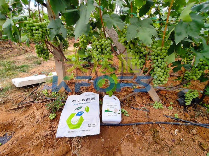 水溶肥哪家好？他們都說這家好！