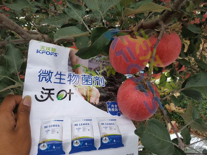 微生物菌劑，作物豐收的關鍵所在！