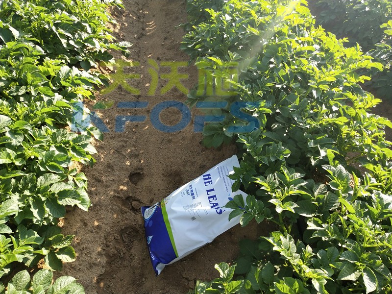 8年種植經(jīng)驗(yàn)老農(nóng)說(shuō)，種土豆用什么肥料好！