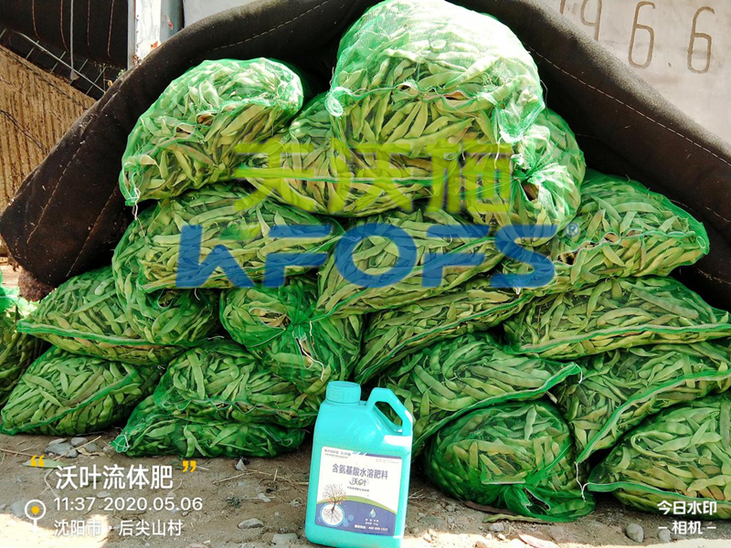 豆角用什么肥料產(chǎn)量高，有必要一看！