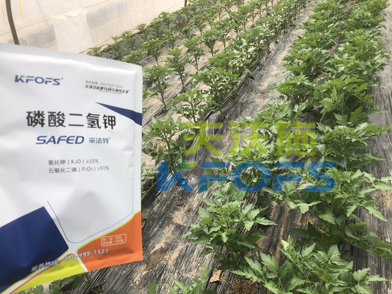 磷酸二氫鉀-甜瓜用采法特磷酸二氫鉀.jpg