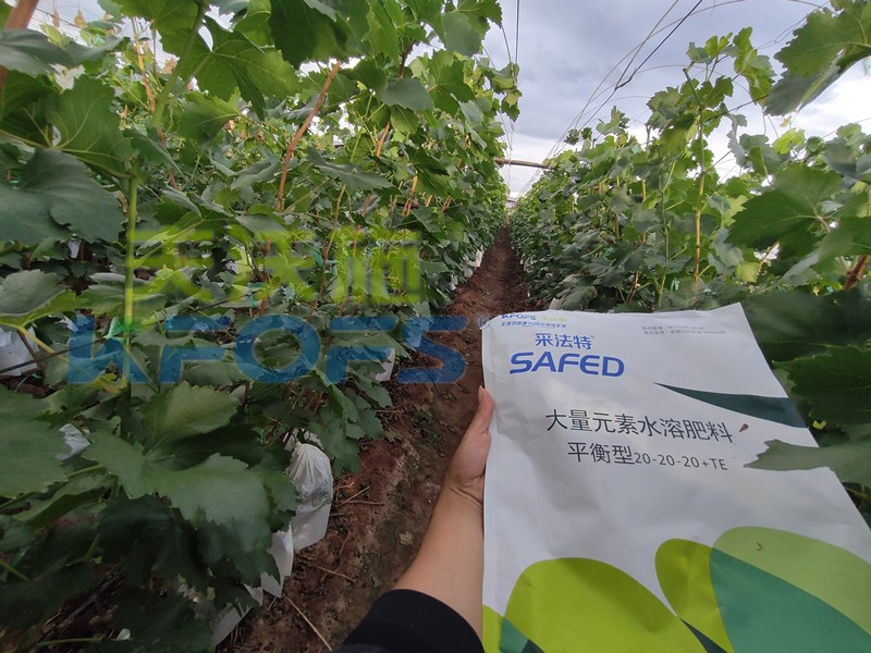 如何選擇靠譜的水溶肥廠家？很重要！