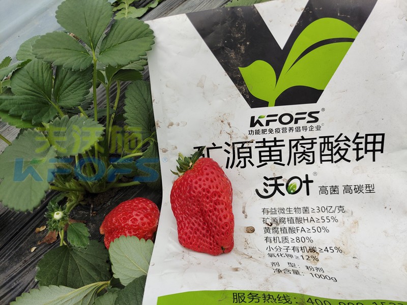 礦源黃腐酸鉀應(yīng)該怎么用？對于什么土地有效？