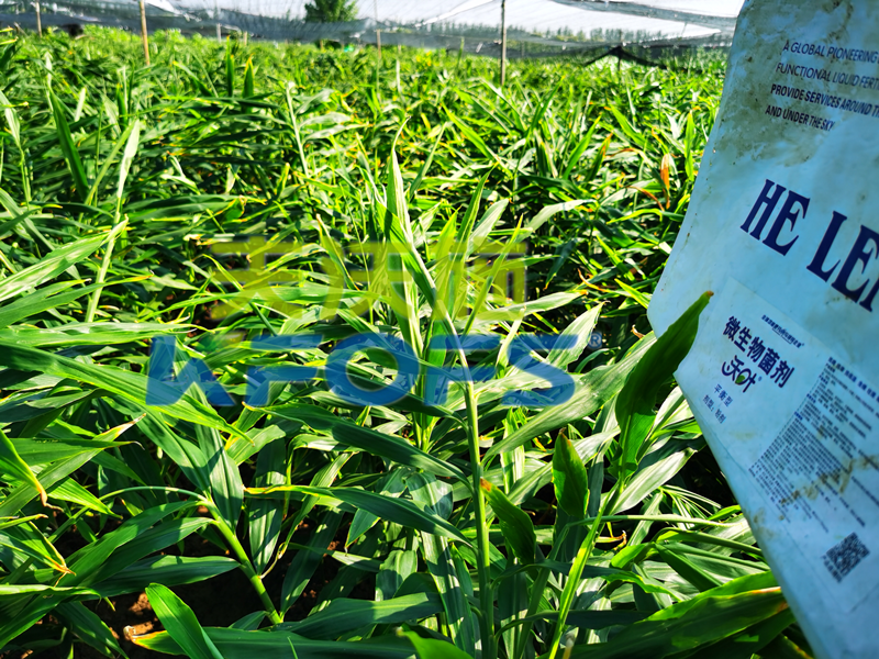 微生物菌劑，這款和別的有什么不一樣？