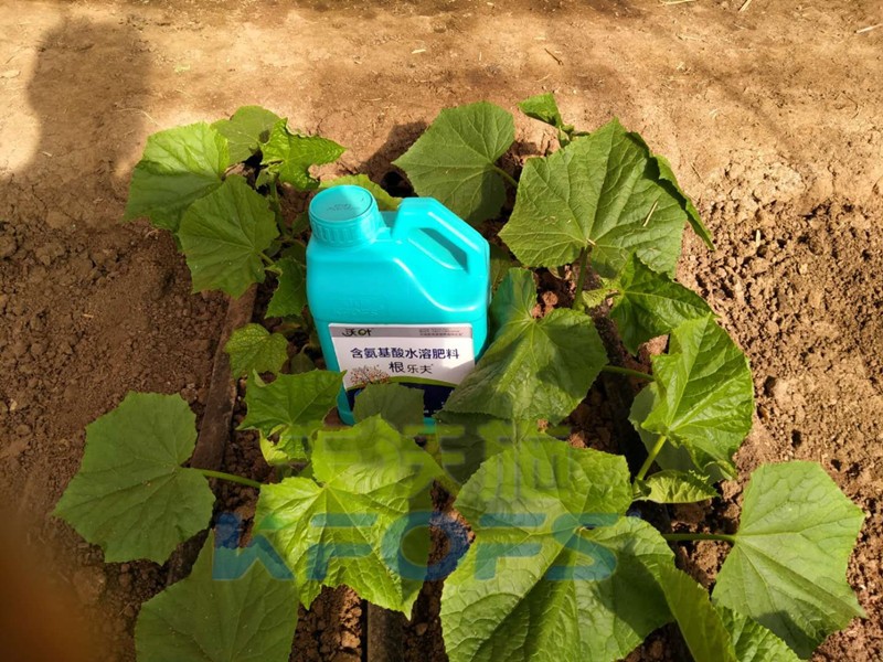 怎樣從生根劑的配方看出產(chǎn)品的好壞？