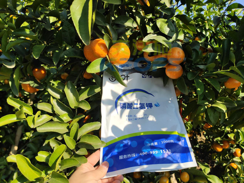 磷酸二氫鉀-砂糖橘用沃葉磷酸二氫鉀效果.png