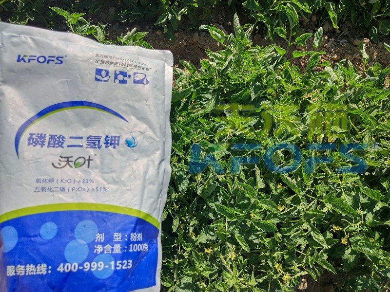 番茄控旺用磷酸二氫鉀效果好嗎？