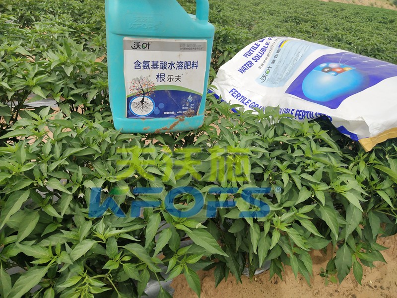 水溶肥-辣椒用沃葉根樂(lè)夫顆粒水溶肥.jpg