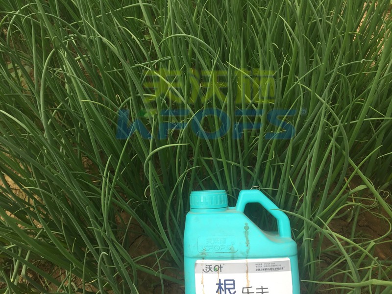 大蔥用什么水溶肥長(zhǎng)得高？
