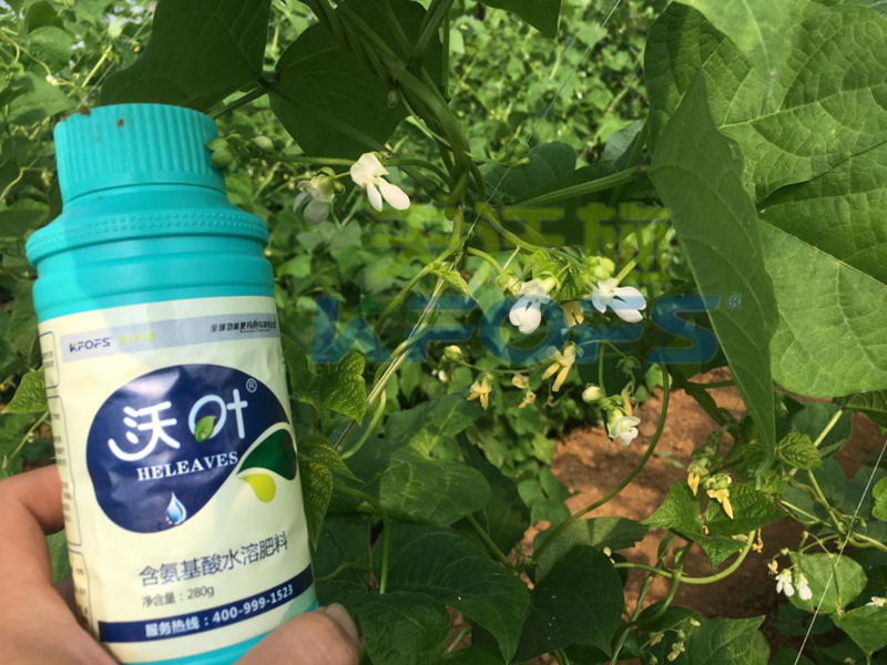 葉面肥廠家如何選？