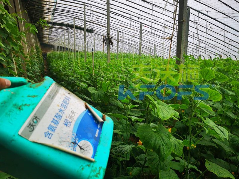 生根劑冬天移栽能用嗎？