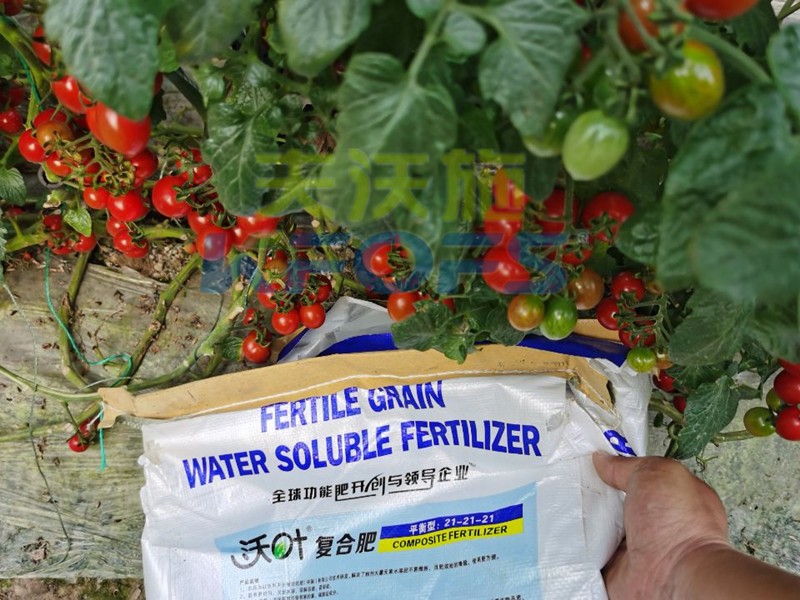 蔬菜用什么肥料好？一探究竟