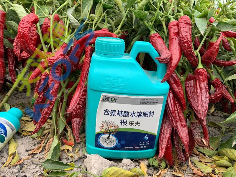 辣椒施肥選沃葉，增產(chǎn)提質(zhì)賣價(jià)高！