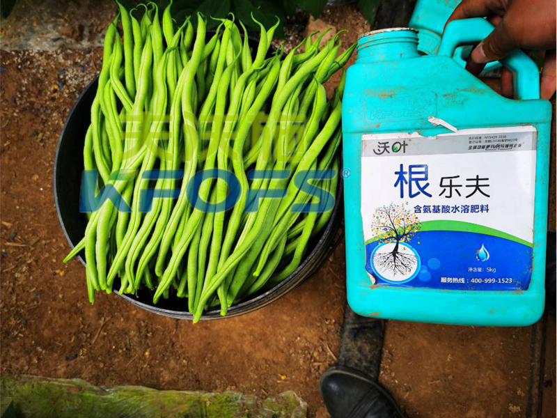 豆角用什么肥料產量高？效益好？