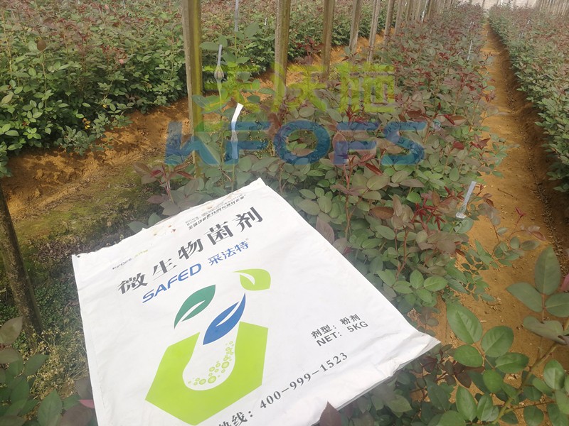 玫瑰水溶肥哪家好？問問基地老板就知道