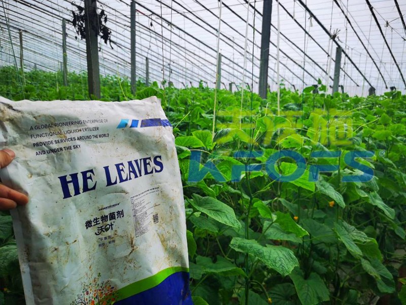 沃葉微生物菌劑讓黃瓜種植戶喜歡的三大要素