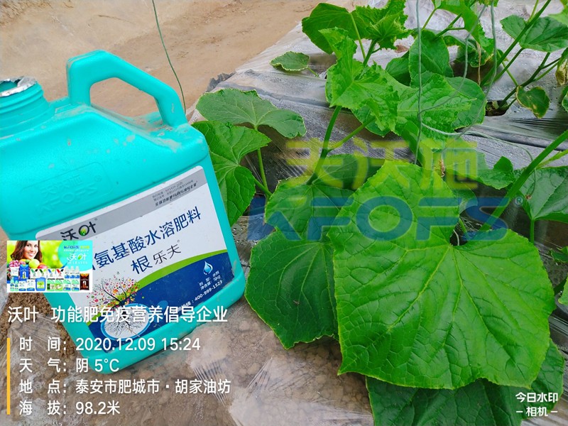 黃瓜生根肥用什么好？