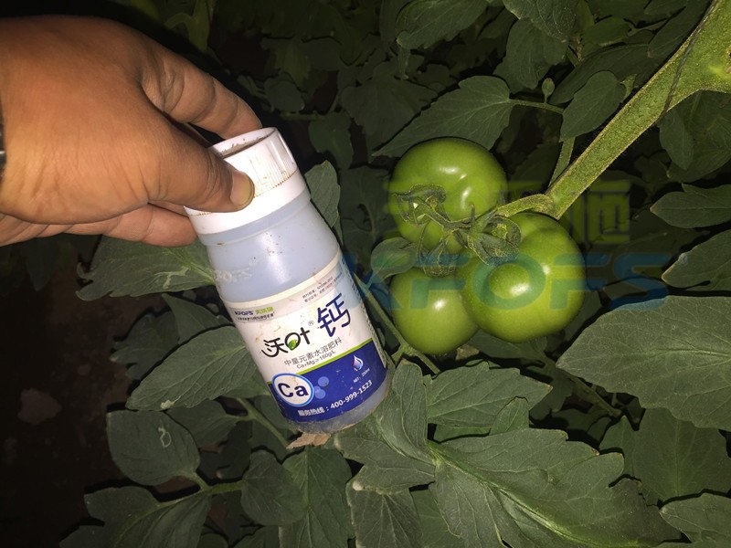 水溶肥怎么用能讓番茄膨果好？