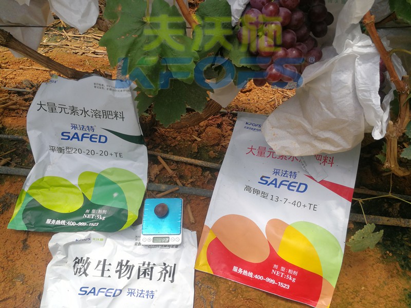水溶肥這樣用，葡萄提前上市產(chǎn)量高！