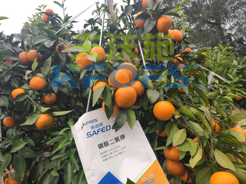 冷凍來襲，水溶肥在柑橘上的防凍措施，不看虧大了！