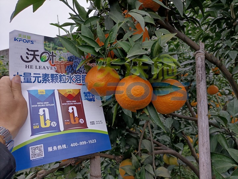 柑橘水溶肥哪個(gè)牌子好？這款獲稱贊