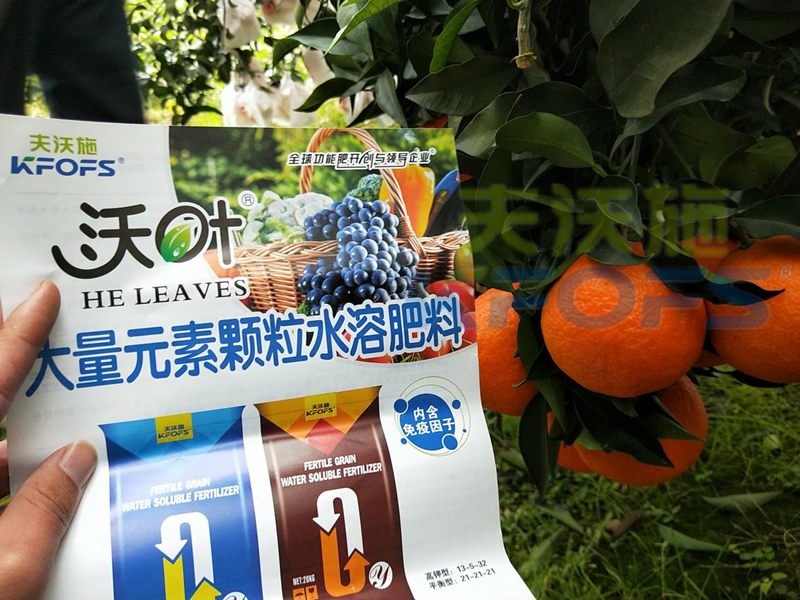 顆粒水溶肥-柑橘用沃葉顆粒水溶肥效果.png
