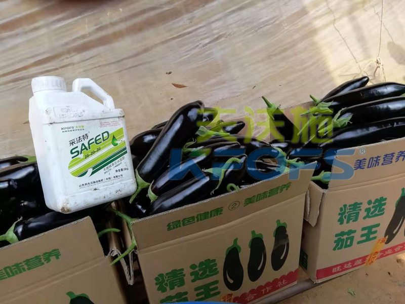 水溶肥這樣用，茄子有光澤