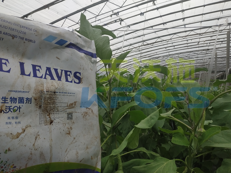 茄子施什么水溶肥能這么有光澤？