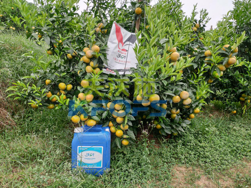 柑橘轉(zhuǎn)色期用這款水溶肥，有哪些好處？