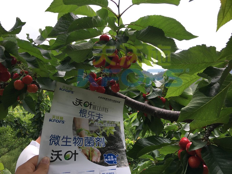 櫻桃秋季施什么水溶肥？