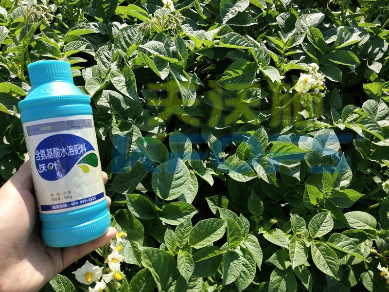 水溶肥防寒抗凍套餐，種植者值得一看！