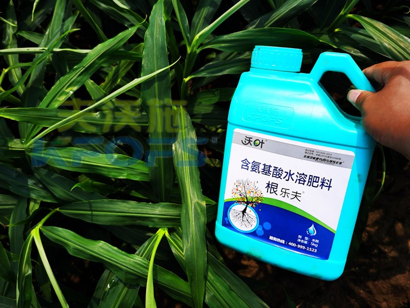大姜水溶肥選沃葉，產(chǎn)量有保障！
