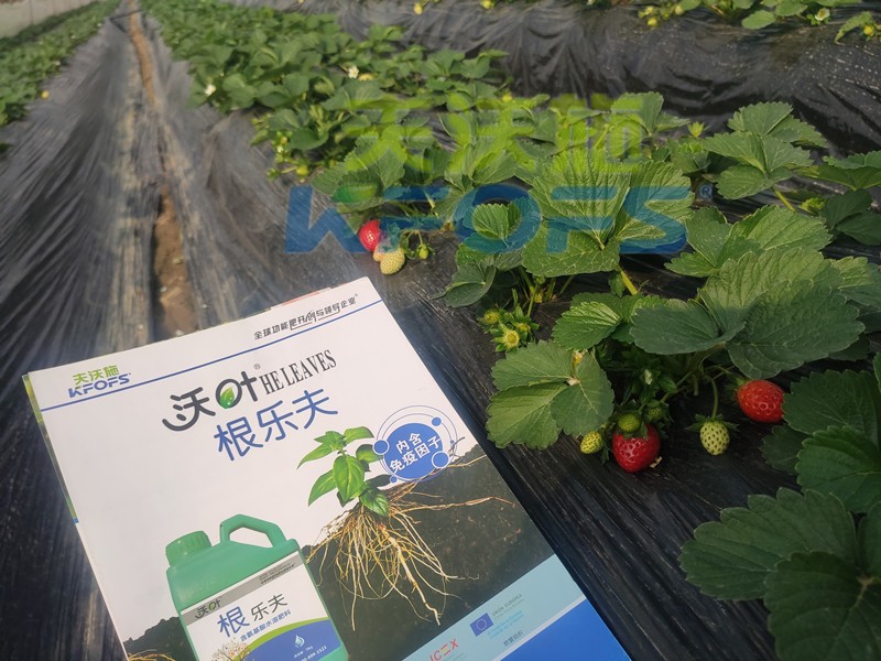 水溶肥-草莓用沃葉水溶肥效果1.jpg