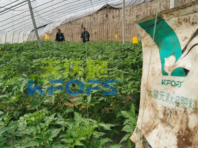 沃葉水溶肥-番茄用沃葉大量元素水溶肥.png