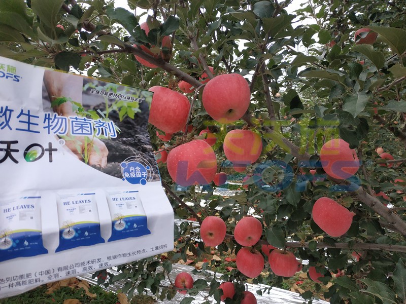 微生物菌劑-蘋(píng)果用沃葉微生物菌劑效果.jpg