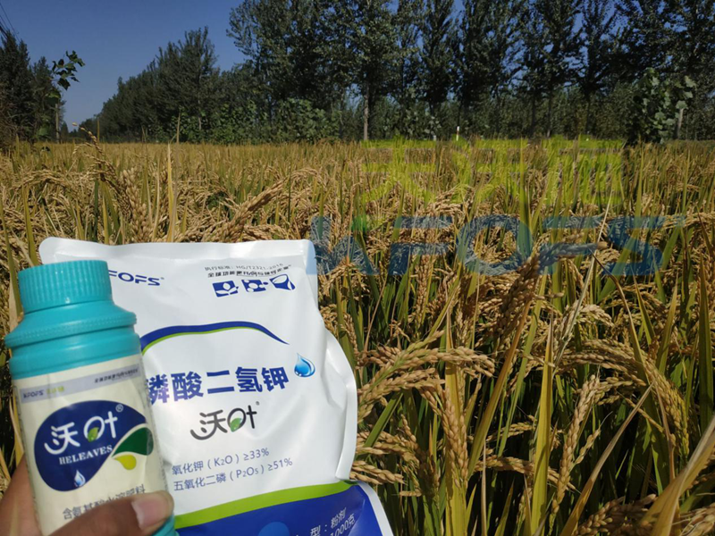 大田葉面肥如何使用可以增產(chǎn)增收