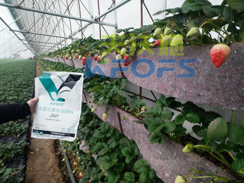 以色列水溶肥是如何打造綠色生態(tài)有機果蔬的3.png