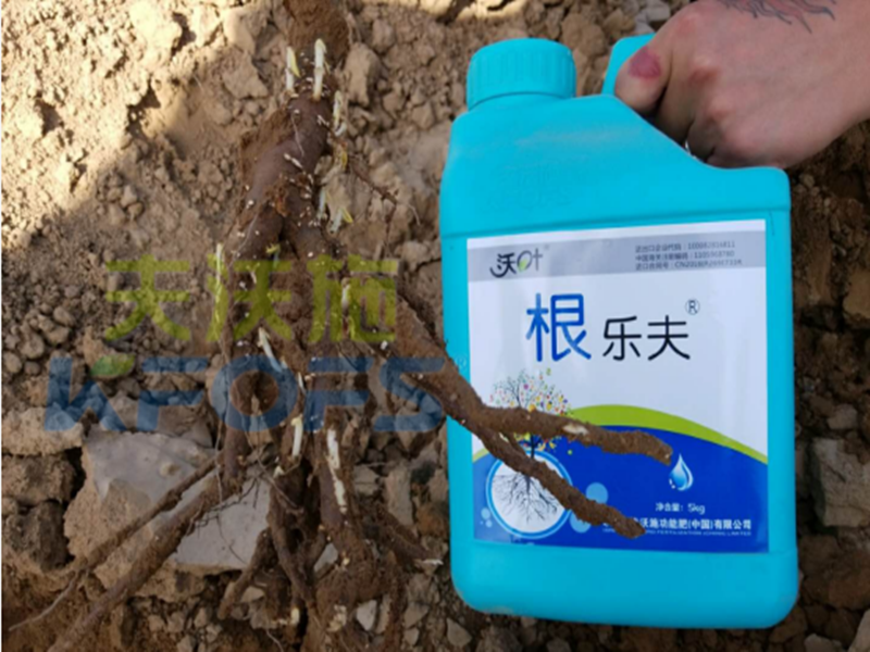 水溶肥越來越難做，他竟然能如此輕松？讓我們一探究竟！